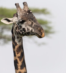 Very Dark Namibian Giraffe in Savuti Botswana Africa