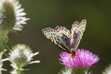 Female Great Spangled Frittilary Butterfly Detail on a Thistle Flower