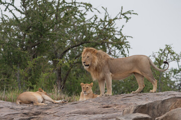 Naklejka na ściany i meble Lion and lioness on kjope in Tanzania Africa