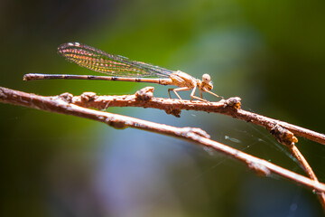 Iridescent Damselfly Rests on a Riverside Branch