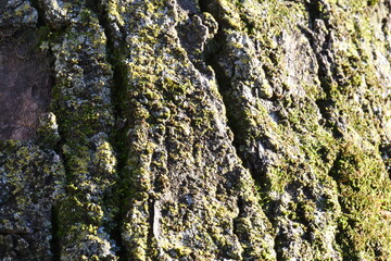 Madera, Árbol