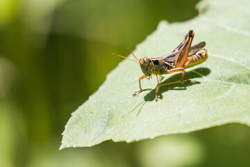 Grasshopper Rests on a Plant Leaf