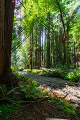 Fototapeta premium Redwood Forest, Northern California 