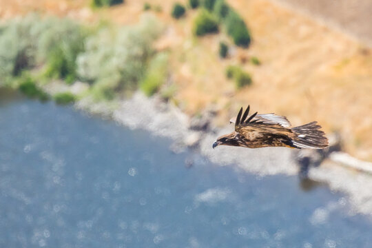 Immature Bald Eagle Soars Over Grande Ronde River