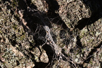 Madera, Árbol