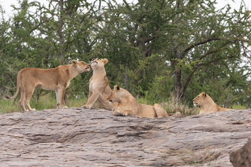 Lion and lioness on kjope in Tanzania Africa