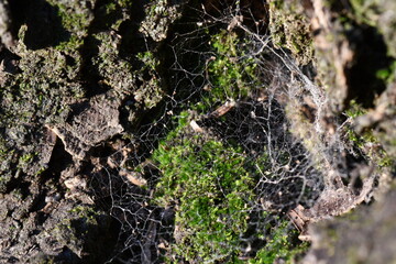 Madera, Árbol