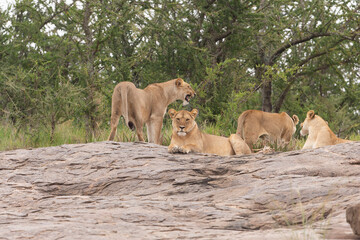 Lion and lioness on kjope in Tanzania Africa