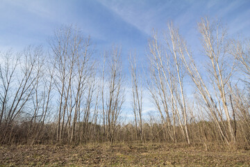Forest of birch trees standing in the suboticka pescara, a sandland in Subotica, Norther Serbia. birch tree is a thin leaved wood growing in Europe.