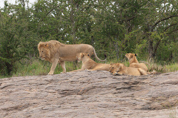 Fototapeta na wymiar Lion and lioness on kjope in Tanzania Africa