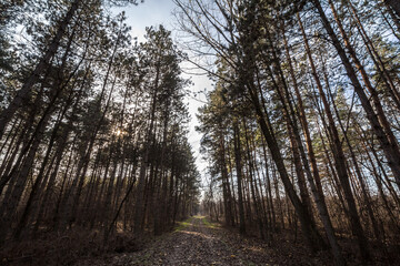 Obraz premium Forest path, surrounded by broad leaved trees in their yellow fall autumn colors, in the Fruska Gora Woods, a park in Voivodina, in Serbia