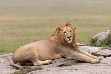Fototapeta na wymiar Lion and lioness on kjope in Tanzania Africa