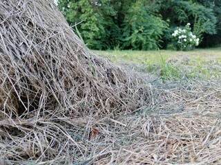 roots of a tree in the grass