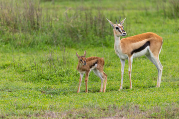  Thomson’s gazelle in Tanzania Africa