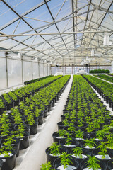 Cannabis plants in a greenhouse