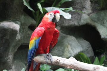 Guacamaya roja