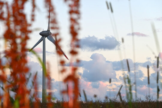 Turbine generator located in a rapeseed field. An evening photo of blurred plants in the foreground, and a clear image of the turbine in the background.