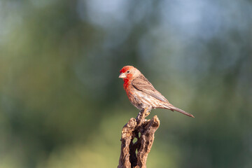 House Finch perched on tree