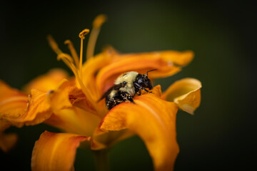 Bee on Orange lily 