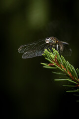 Dragonfly on pine branch