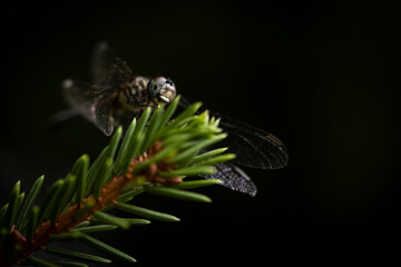 Dragonfly on pine branch