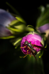 Wasp on Rose of Sharron flower