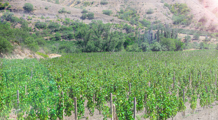 Rows Of Vineyard Grape Vines in Sun Light.