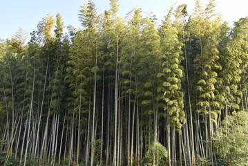 長谷寺竹藪