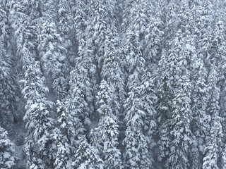Aerial view of snowy winter mountain forest