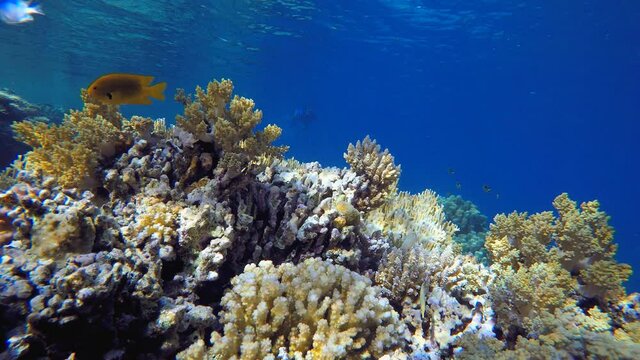A Snorkler and Coral Reef. Tropical fish reef marine. Soft-hard corals seascape. Vibrant coral garden. Reef coral scene. Beautiful soft coral. Sea coral reef.