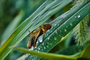 spider on a leaf