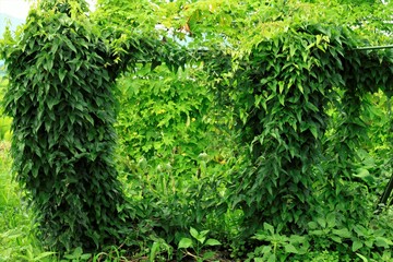 ながいもの栽培