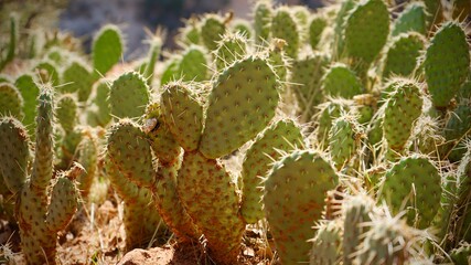 Close-up of cactus plants in Zion National Park, Utah, United States