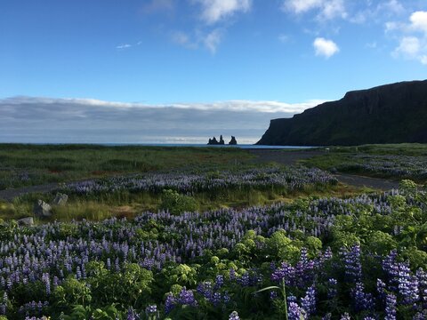 Landscape view of floral fields near cliffside beach 