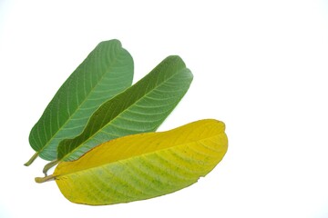 Guava leaves isolated on white background 