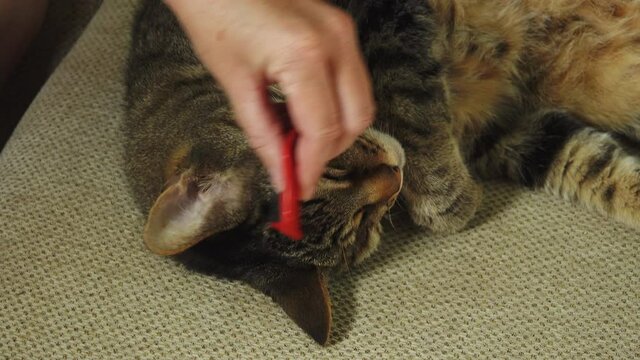 Close up of using a flea comb on a cat's neck, finding fleas
