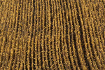golden wheat field in the rays of the setting or dawn sun
