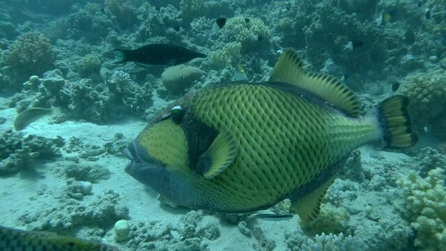 Titan Triggerfish (Balistoides viridescens) on cleaning station cleans the Cleanerfish. Life of the tropical coral garden. Colored fishes on the tropical colorful seascape