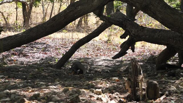 Komodo Dragon Walking Away at Loh Buaya, Komodo National Park, Rinca Island,