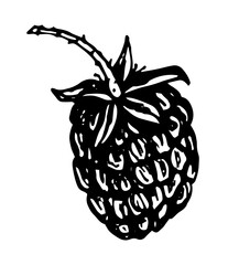 Vector isolated element, raspberry berry. Hand drawn doodle.