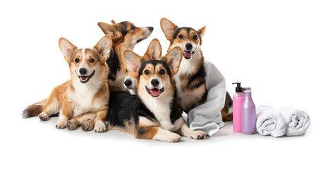 Obraz premium Cute corgi dogs with towels and shampoo on white background