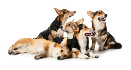 Cute corgi dogs on white background
