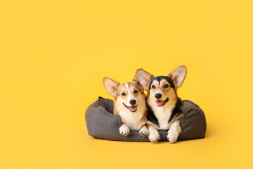 Cute corgi dogs with pet bed on color background