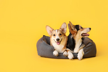 Cute corgi dogs with pet bed on color background