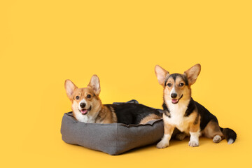 Cute corgi dogs with pet bed on color background