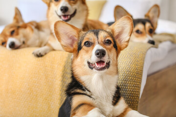 Cute corgi dogs in bedroom at home