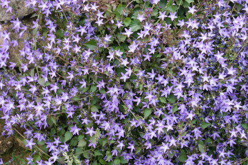 Obraz premium Fleurs , campanules des murailles .