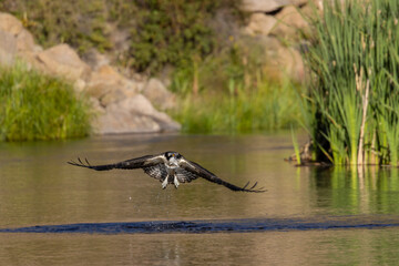 Osprey Fishing in Eleven Mile Canyon