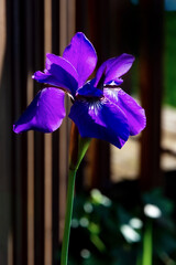 015-flower_iris-ankeny-05jun20-08x12-008-400-6984