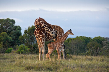 Reticulated giraffe nuzzling her calf, Ol Pejeta Conservancy, Kenya